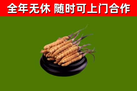 西湖区烟酒回收冬虫夏草.jpg